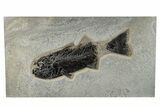 Bargain,  Fish Fossil (Mioplosus) - Wyoming #269798-1